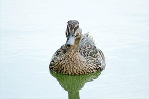 Canard